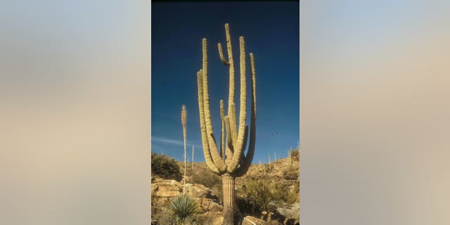 Saguaro National Park is in southern Arizona