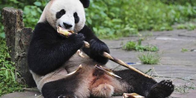 Giant Panda Hu Bao eats bamboo at Bifengxia base in Ya'an, Sichuan province, in this file photo taken September 3, 2012. REUTERS/China Daily/Files