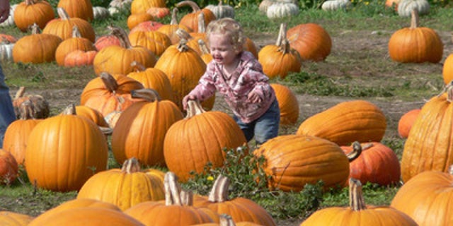 Pumpkin picking in Half Moon Bay, California.