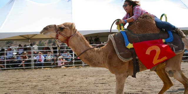 Hold on tight. That camel is a speed demon.