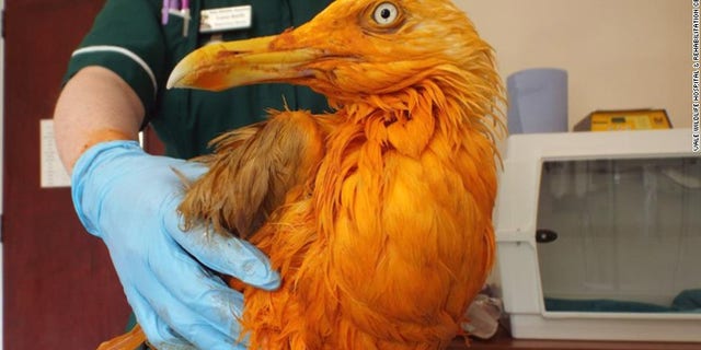 In this image dated Monday June 6, 2016, supplied Friday June 10, 2016, the seagull rests at Vale Wildlife Hospital near Tewkesbury, Wales, after falling into a container of the bright orange thick sticky Indian spice dish, chicken tikka masala. The spices turned the bird orange.