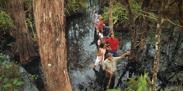 Trekking through Big Cypress National Preserve.