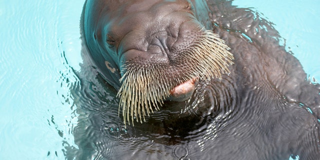 Walrus drowns trainer and tourist at wildlife park in China | Fox News