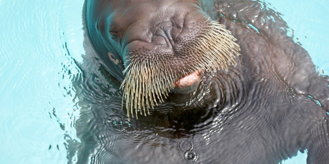 A male tourist and the walrus' trainer were dragged underwater by the animal and died before emergency personnel could save them. There are currently no barriers at the walrus exhibit, which remains open.