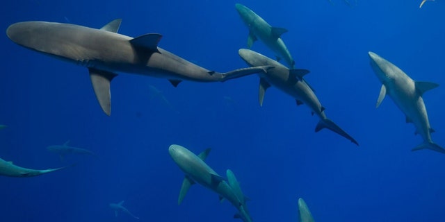 deep blue shark gets eaten