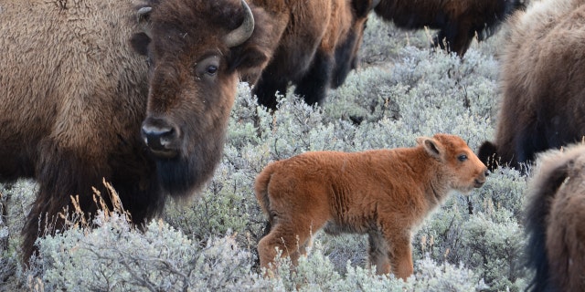 Yes, those baby bison are adorable. But please don't take them home with you.