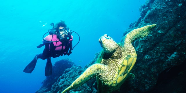 Turtle encounter