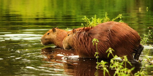 Capybara - Hydrochoerus hydrochoeris. Adult couple. Picture taken in the Pantanal wetlands during flood season, Mato Grosso do Sul, Brazil, UNESCO World Nature Heritage site and Biosphere Reserve