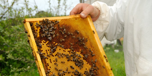 Everything you need to know about honey | Fox News