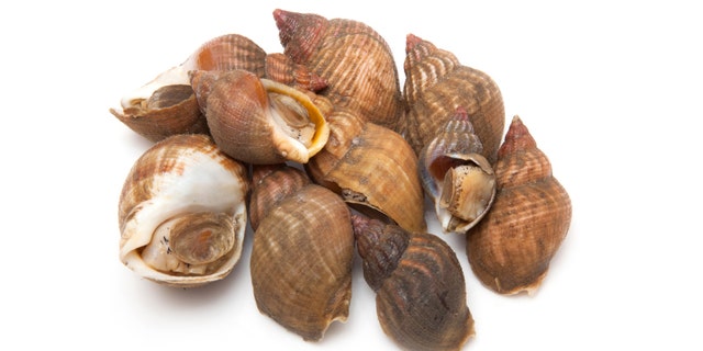 Uncooked fresh common whelks or sea snails isolated on a white studio background. Traditionally pickled and eaten at the seaside.