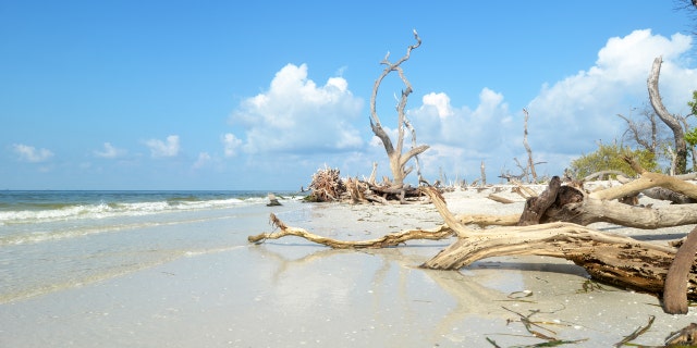 Damaged Landscape of Cayo Costa State Park in Florida.