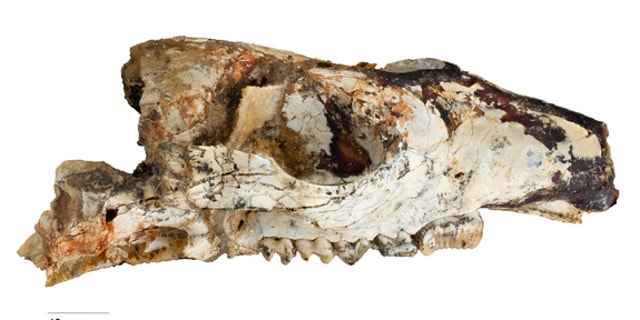 Skull of Cookeroo hortusensis, a new species of ancient kangaroo from the Riversleigh World Heritage area.