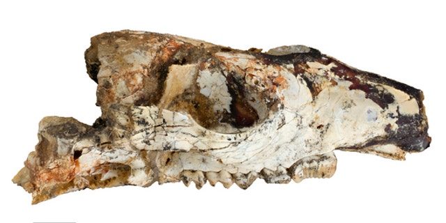 Skull of Cookeroo hortusensis, a new species of ancient kangaroo from the Riversleigh World Heritage area.
