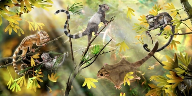 Ancient squirrel-like creatures push back mammal evolution | Fox News Ancient squirrel-like creatures push back mammal evolution | Fox News