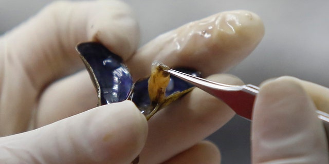 In this Jan. 29, 2015 photo, Brazilian researcher Marcela Uliano da Silva tweezes a golden mussel out of its shell at the Carlos Chagas Filho Biophysics Institute, in Rio de Janeiro, Brazil. Golden mussels are filter-feeders, sucking in water and filtering out plankton and other microscopic bits of plant and animal life. Their proliferation can alter phosphorous and nitrogen levels in the water, producing blooms of toxic algae that can be deadly to aquatic creatures and humans. (AP Photo/Leo Correa)