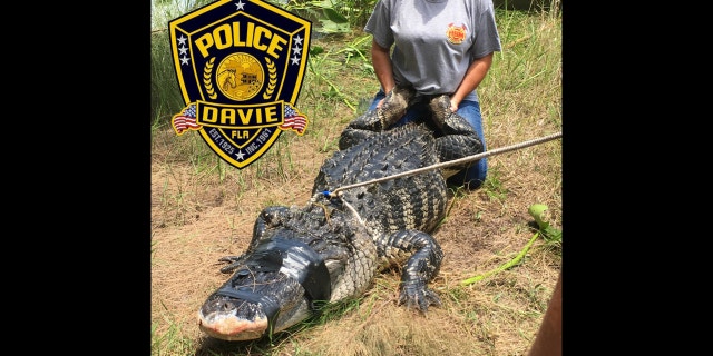 The alligator had a human arm found in its stomach. The arm was identified as belonging to Shizuka Matsuki.