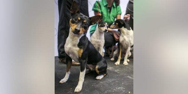 The dogs were on the way to a dog show in Vallejo scheduled for Thursday, June 7, 2019.