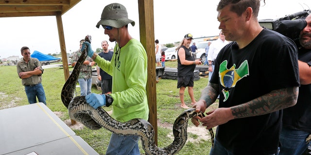 Python hunter Brian Hargrove, right, is helped by Marcos Fernandez, left, with the South Florida Water Management District, as they measure and weigh the 1,000th python caught in the Florida Everglades.