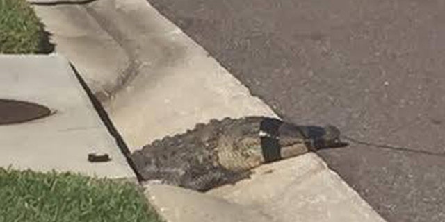 Gator pulled from Florida storm drain on video | Fox News