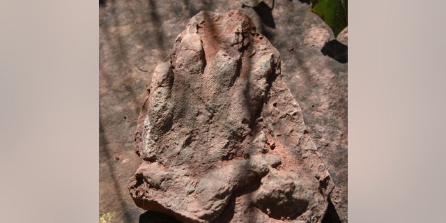 This photo made available by the Direccio General de Comunicacio del Govern of Catalonia on Monday, May 2, 2016, shows a footprint of a dinosaur discovered in early April by a person out walking in Olesa de Montserrat, 40 kilometers north of Barcelona. The government says the footprint of a dinosaur that roamed Spain 230 million years ago has been found in an excellent state of conservation in northeastern Catalonia. (Direccio General de Comunicacio del Govern of Catalonia via AP)