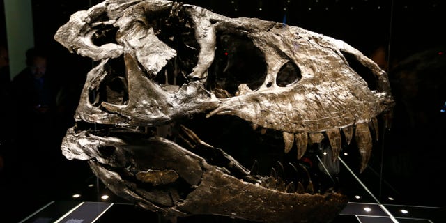 The original skull of a Tyrannosaurus rex skeleton is shown at the Natural History Museum in Berlin, Germany December 16, 2015. (REUTERS/Pawel Kopczynski)