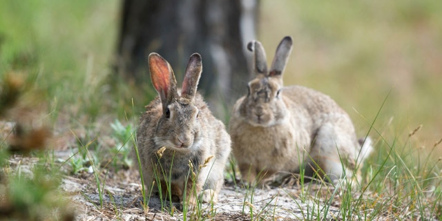 Common European rabbits in sand dunes