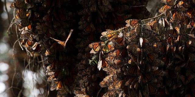 FILE - In this Jan. 4, 2015, file photo, rabbles of Monarch butterflies cling to tree branches, in the Piedra Herrada sanctuary, near Valle de Bravo, Mexico. Activists from Mexico, the United States and Canada have filed a request to the U.N. World Heritage Committee to place the Monarch Butterfly Reserve wintering sites on the list of sites considered in danger. (AP Photo/Rebecca Blackwell, File)