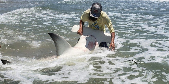 Adam quickly worked to release the shark back into the ocean after capturing a few pics of the massive fish.