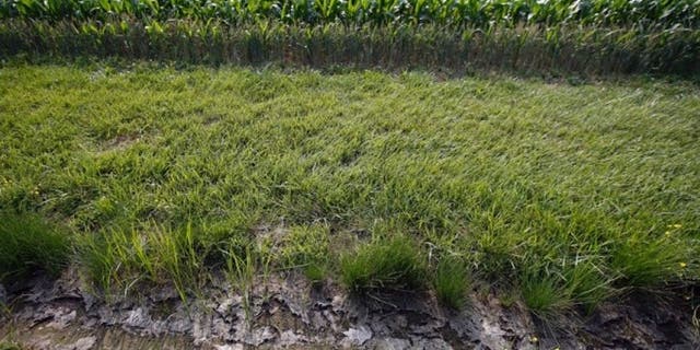 June 11, 2015: A dry water ditch next to a corn field in Cordova, Md.