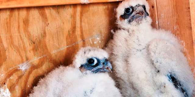 In this undated photograph provided by the Metropolitan Transit Authority, two female peregrine falcon chicks are shown in a nest box atop the 693-foot Brooklyn tower of the Verrazano-Narrows Bridge connecting Brooklyn and Staten Island in New York. The pair are are among three new sets of nine peregrine falcon chicks recently hatched atop MTA Bridges, including the Verrazano, the Throgs Neck Bridge, and the Marine Parkway Bridge. The photo shows Sunset, left, and Rose, who were named for nearby neighborhoods. (AP/MTA)
