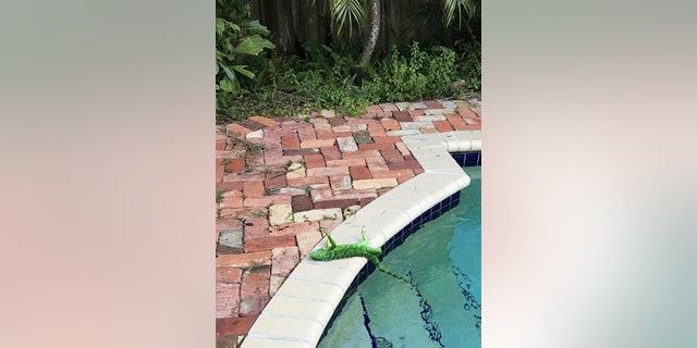 An iguana that froze lies near a pool after falling from a tree in Boca Raton, Florida in 2021.