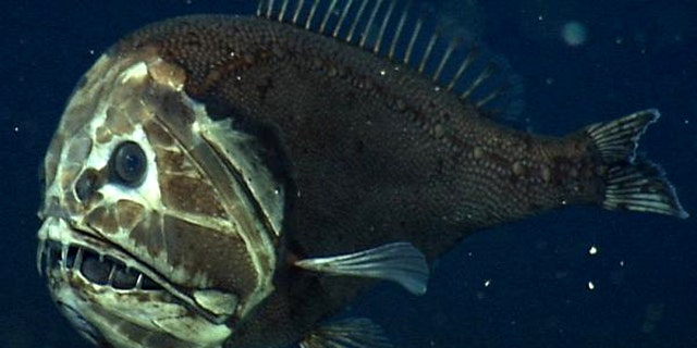A fangtooth, photographed at about 2,600 feet (800 m.) below the surface of California's Monterey Bay. This fish's fierce appearance belies its size it's only about 5 inches (12 centimeters) long. But thanks to its huge mouth and teeth, a fangtooth can grab and eat fish and squid almost its own size.