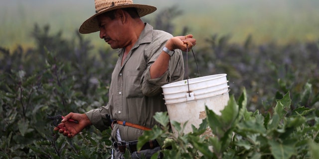 A farm worker picks eggplant in California
