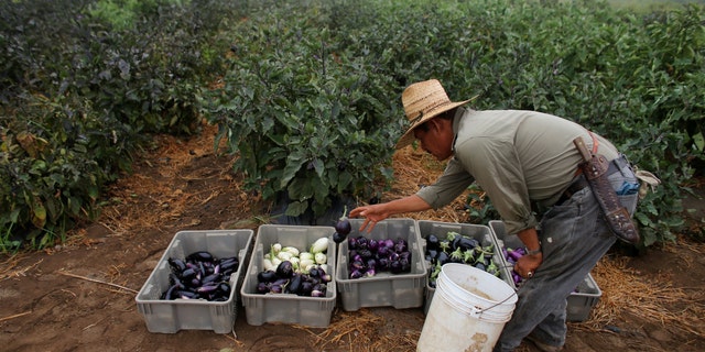 A farm worker picks eggplant in California