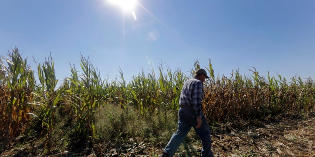 Larry Hasheider walks along one of his corn fields on his farm in Okawville, Ill.