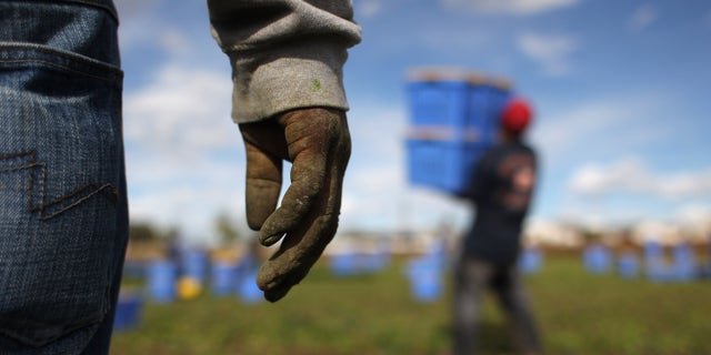 WELLINGTON, CO - OCTOBER 11: Mexican migrant workers harvest organic spinach at Grant Family Farms on October 11, 2011 in Wellington, Colorado. Although demand for the farm's organic produce is high, Andy Grant said that his migrant labor force, mostly from Mexico, is sharply down this year and that he'll be unable to harvest up to a third of his fall crops, leaving vegetables in the fields to rot. He said that stricter U.S. immigration policies nationwide have created a "climate of fear" in the immigrant community and many workers have either gone back to Mexico or have been deported. Although Grant requires proof of legal immigration status from his employees, undocumented migrant workers frequently obtain falsified permits in order to work throughout the U.S. Many farmers nationwide say they have found it nearly impossible to hire American citizens for labor-intensive seasonal farm work. (Photo by John Moore/Getty Images)
