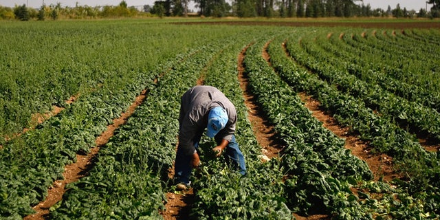 WELLINGTON, CO - SEPTEMBER 16: A migrant farm worker from Mexico picks spinach on September 16, 2009 near Wellington, Colorado. Salud Family Health Centers sends a mobile clinic to farms throughout northeastern Colorado to serve the migrant population, most of whom are immigrants with little other access to basic health care. While funding of health care for undocumented workers has become a controversial topic in the health care reform debate, the federal government already funds basic care for many such workers through grants to non-profit clinics, which serve one of America's most vulnerable, uninsured populations. (Photo by John Moore/Getty Images)