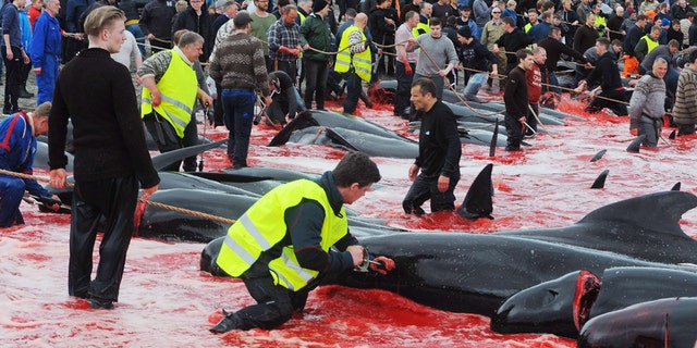 Faroe Islands whale hunt on June 16, 2017 (ANDRIJA ILIC/Sipa Press)