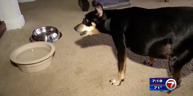 Frika is an overweight miniature pinscher whose 15-pound frame may be the reason she survived a bear attack in Florida.