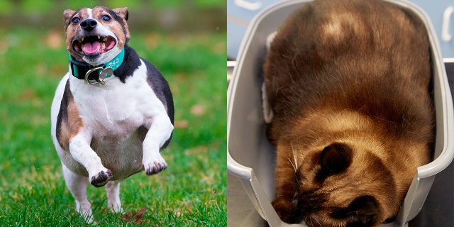 There's an animal obesity crisis among pets, vets warn, blaming a sedentary lifestyle and poor diet.
