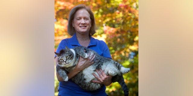Susan Brunvand holds onto Logan, her 31-pound cat at the Silver Fox Inn at the Waterville Valley resort Thursday Sept. 29, 2016 in Waterville Valley, N.H. The cat has been winning over guests and recently internet viewers. (AP Photo/Jim Cole)