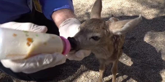 The newborn born officials say was taken from the wild.