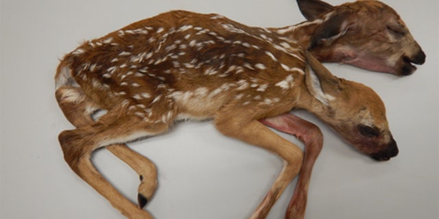 The conjoined fawns discovered in a Minnesota forest in 2016 is the first recorded case of a conjoined white-tailed deer brought to full-term and born, according to a recently published study.