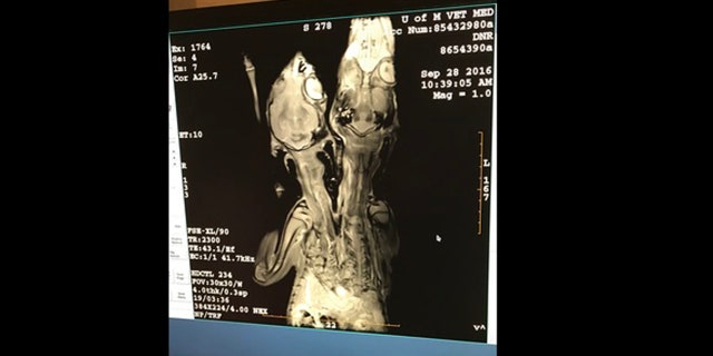 Officials conducted lab tests on the fawns, which revealed the two had separate head-neck regions which rejoined along the spine.