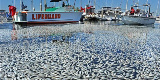 March 8: Dead fish float in the King Harbor area of Redondo Beach, south of Los Angeles. An estimated million fish turned up dead on Tuesday, puzzling authorities and triggering a cleanup effort. (AP/The Daily Breeze)
