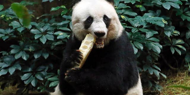 FILE - In this Tuesday, July 28, 2015 file photo, giant panda Jia Jia eats bamboo next to her birthday cake made with ice and vegetables at Ocean Park in Hong Kong, as she celebrates her 37th birthday. A Hong Kong theme park says the world’s oldest panda in captivity has been euthanized because her health was deteriorating. ocean Park says a veterinarian euthanized 38-year-old Jia Jia on Sunday, Oct. 16, 2016 evening to prevent further suffering and for ethical reasons. (AP Photo/Kin Cheung, File)