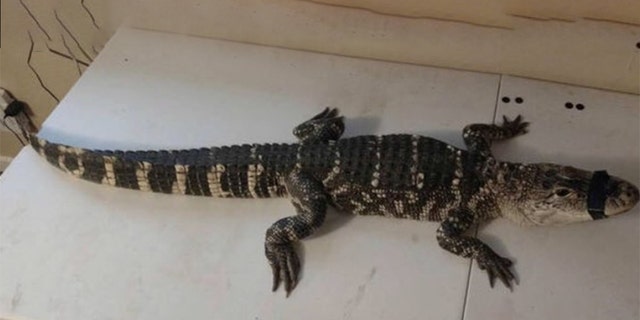 A 4-foot alligator was found in the basement of a Washington D.C. home on Wednesday, police said.