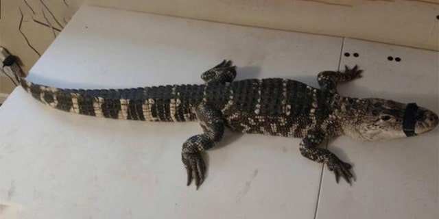 A 4-foot alligator was found in the basement of a Washington D.C. home on Wednesday, police said.