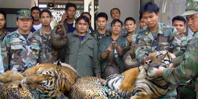 In this Jan. 29, 2008 file photo, Thai Navy officers and forestry officials display dead tigers, leopards and pangolins seized after a raid on an illegal wildlife trade on the bank of Mekong river in That Phanom district of Nakhon Phanom province, northeastern Thailand, when Thai officials seized 6 tigers, 5 leopards and 300 live pangolins bound for Laos. The traders fled the scene across the Mekong river to Laos. Conservation groups say Laos has promised to phase out tiger farms, which could help to curb the illegal trade in the endangered animals’ body parts and protect the depleted population of tigers in Asia. The groups say Laotian officials made the announcement in South Africa on Friday, Sept. 23, 2016, one day before the start of a meeting of the Convention on International Trade in Endangered Species of Wild Fauna and Flora, or CITES. Tiger parts are used in traditional medicine in some Asian countries. (AP Photo, File)