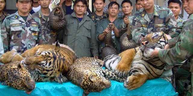 In this Jan. 29, 2008 file photo, Thai Navy officers and forestry officials display dead tigers, leopards and pangolins seized after a raid on an illegal wildlife trade on the bank of Mekong river in That Phanom district of Nakhon Phanom province, northeastern Thailand, when Thai officials seized 6 tigers, 5 leopards and 300 live pangolins bound for Laos. The traders fled the scene across the Mekong river to Laos. Conservation groups say Laos has promised to phase out tiger farms, which could help to curb the illegal trade in the endangered animals’ body parts and protect the depleted population of tigers in Asia. The groups say Laotian officials made the announcement in South Africa on Friday, Sept. 23, 2016, one day before the start of a meeting of the Convention on International Trade in Endangered Species of Wild Fauna and Flora, or CITES. Tiger parts are used in traditional medicine in some Asian countries. (AP Photo, File)